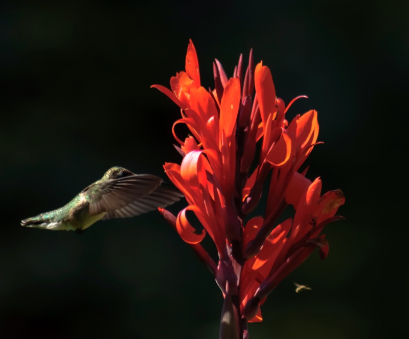 humingbird