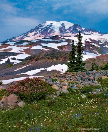 Wildflowers along the Trail