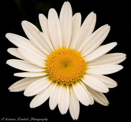 Daisy