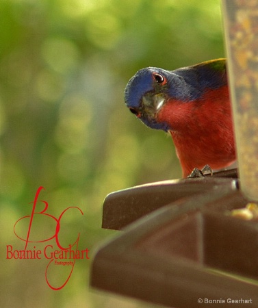 Painted Bunting