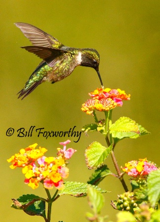 Ruby-throated Hummingbird