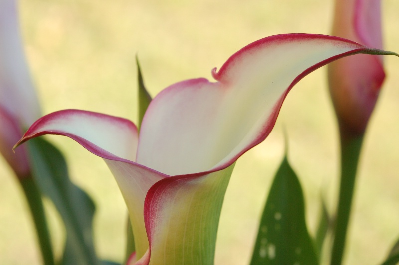 Calla Lily Fringe