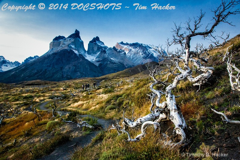 Twisted Trail and Tree