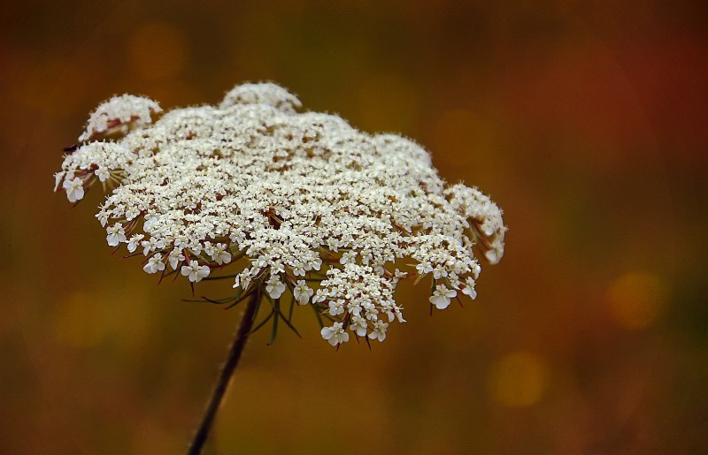 Carrot Weed