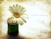 spool & daisy