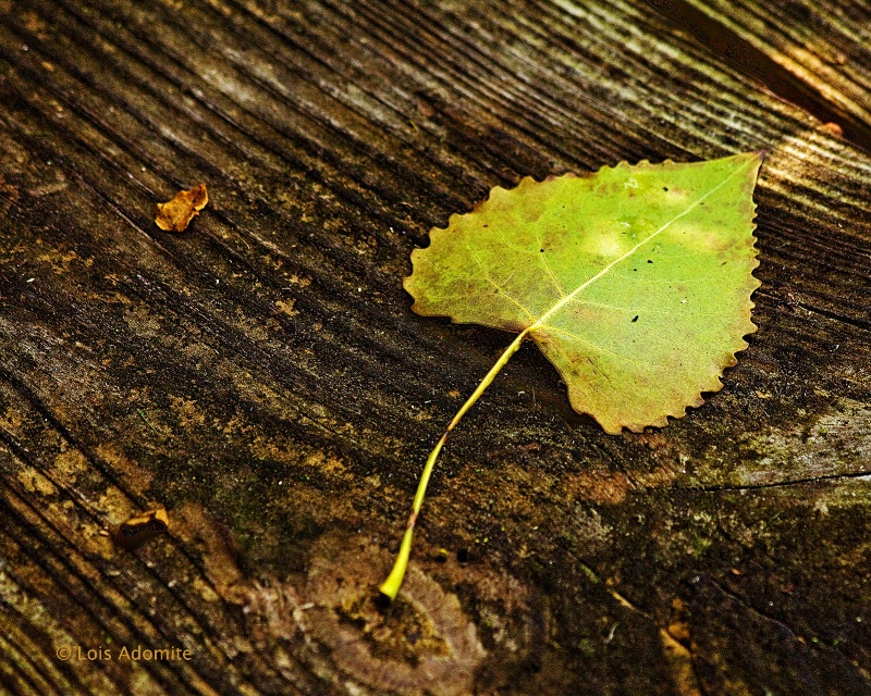 solitary leaf