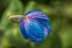 One Blue Poppy