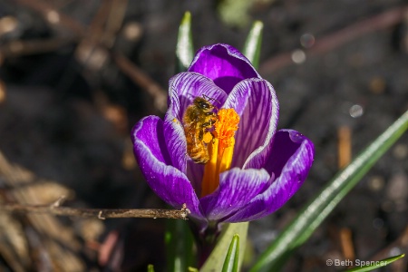 Gathering  Pollen