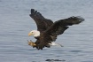 Talons at the Rea...