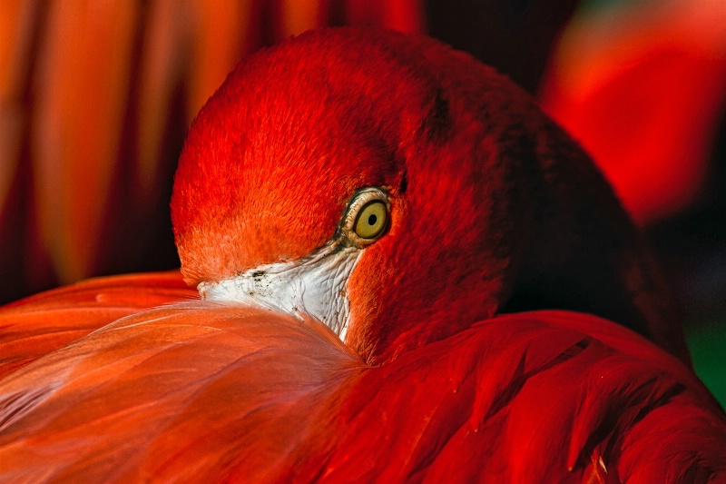 flamingo - ID: 14426364 © Birthe Gawinski