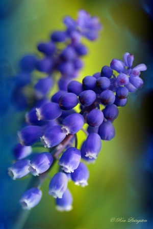 Grape Hyacinth