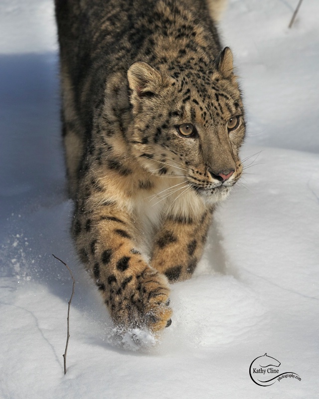 UP CLOSE Snow Leopard