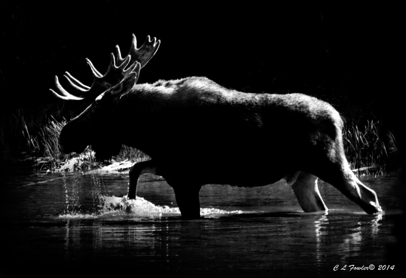 Moose Shadows