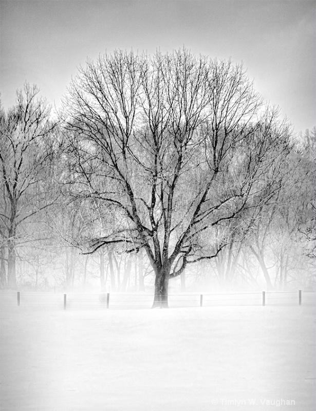 Tree in the mist #424  - ID: 14427027 © Timlyn W. Vaughan
