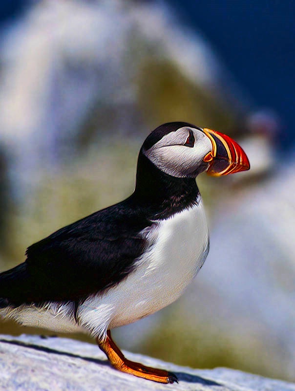 Atlantic Puffin