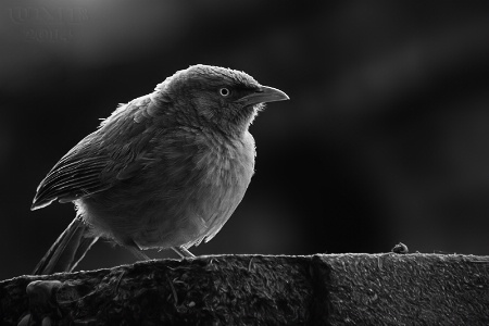 Backlit Birdy