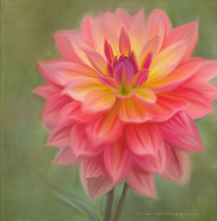 Sunrise Dahlia