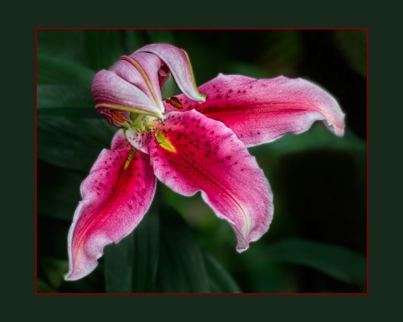 Oriental Hybrid Lily     