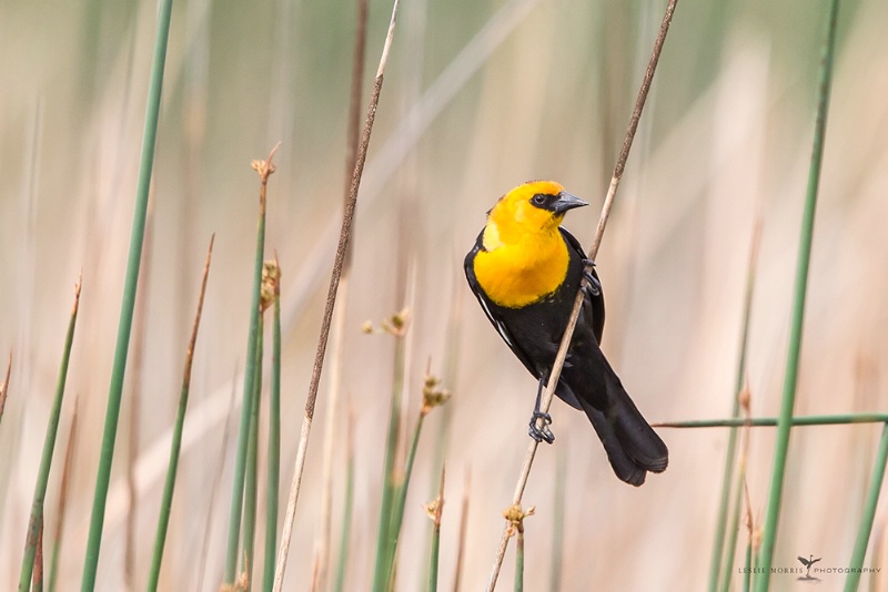 Yellow-headed Blackbird - ID: 14427166 © Leslie J. Morris