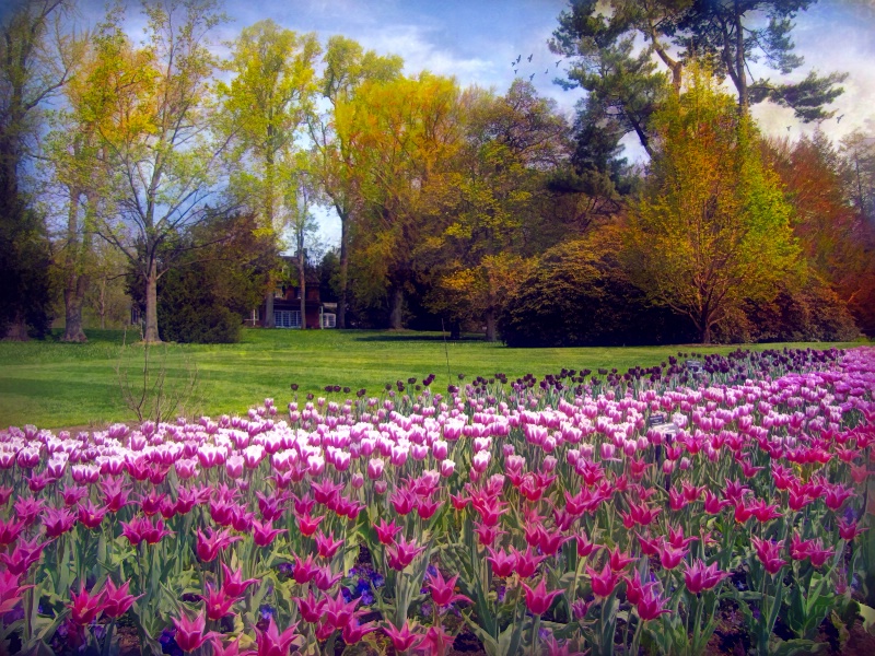 The Glory of Tulips