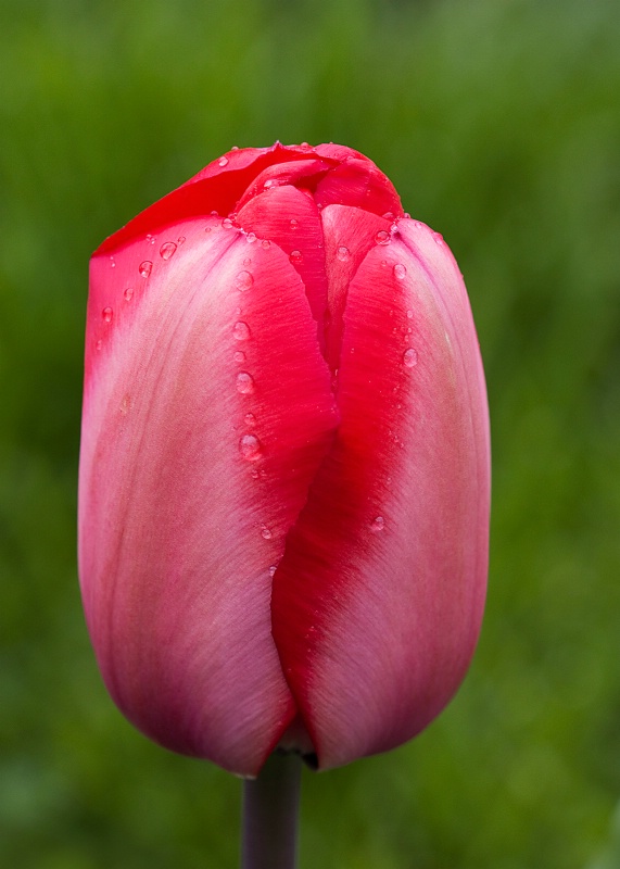 Kissed by Spring Rain