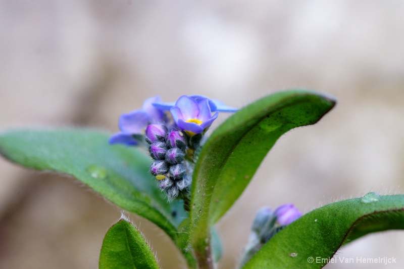 Flower in blue