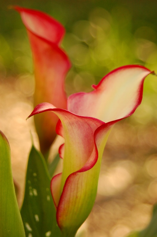 Calla Lily Spring