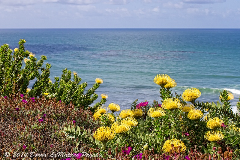 Coastal Spring Flowers 