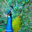 Peacock Glory