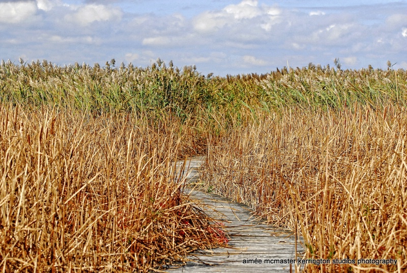 october marsh walk