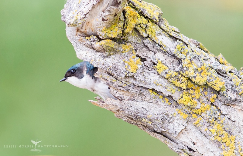 Peek-A-Boo Tree Swallow - ID: 14429567 © Leslie J. Morris