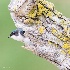© Leslie J. Morris PhotoID # 14429567: Peek-A-Boo Tree Swallow