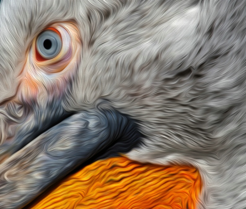 pelican detail - ID: 14429589 © Birthe Gawinski