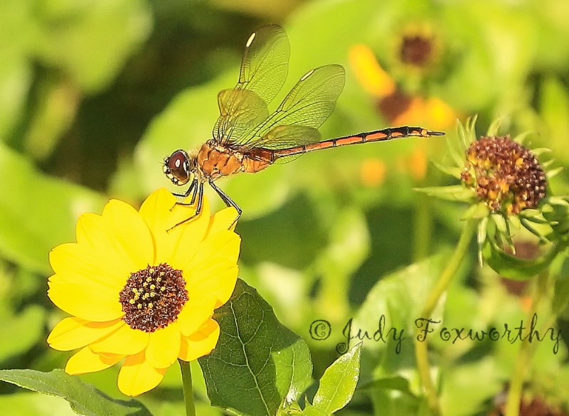 Dragonfly On A Flower