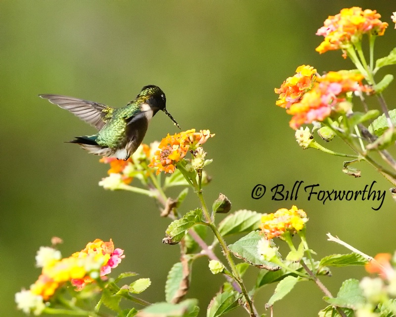 Hummingbird Checking Flowers