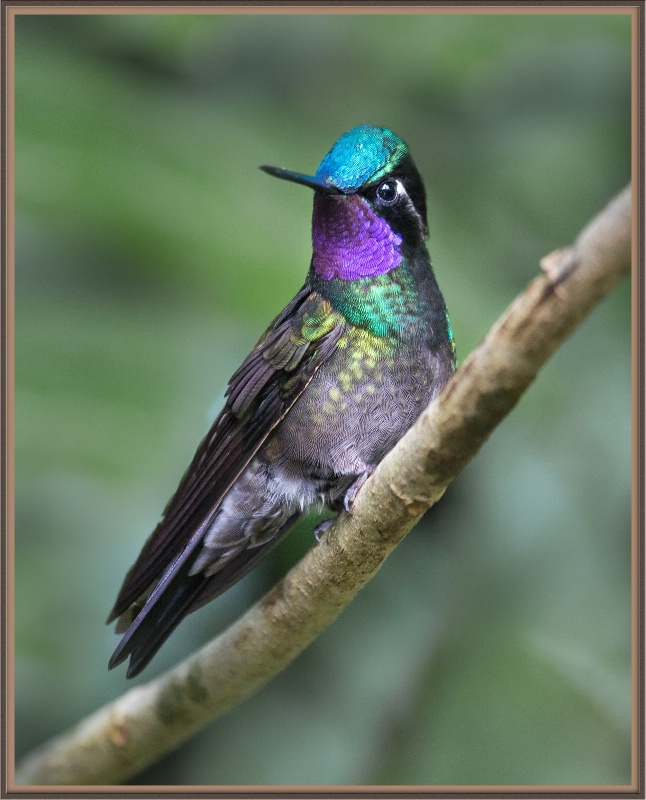Male Mountain Gem Hummingbird