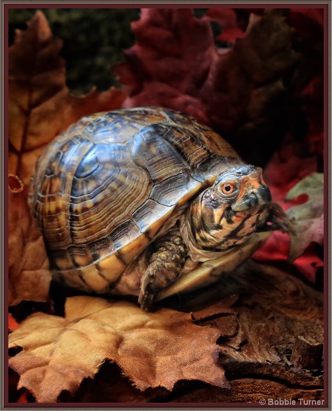 Getting ready to Hibernate - ID: 14430191 © BARBARA TURNER