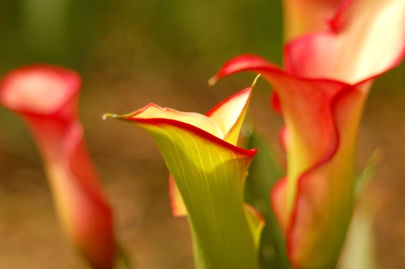 Beautiful Calla