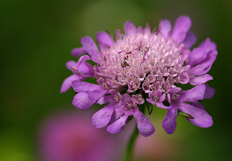 Pretty Weed