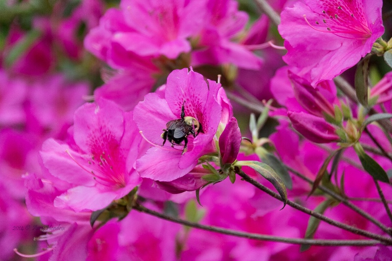 Bee's favorite time of year