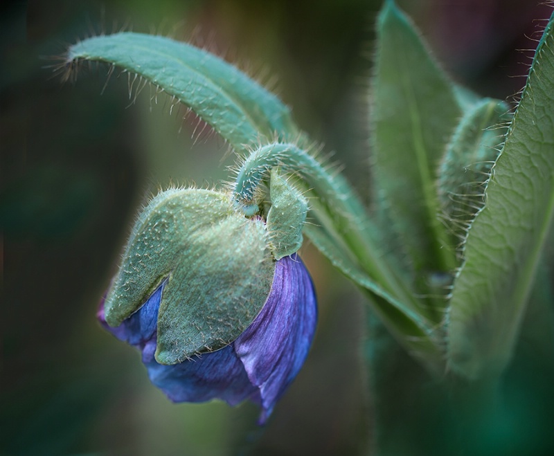 Emerging Blue Poppy    