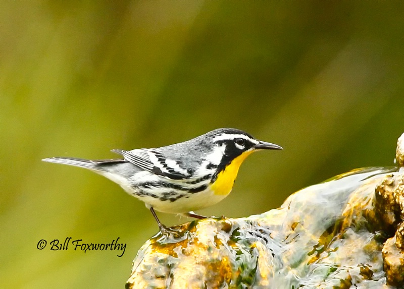 Yellow Throated Warbler