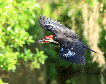 Pileated Woodpecker With A Mouth Full