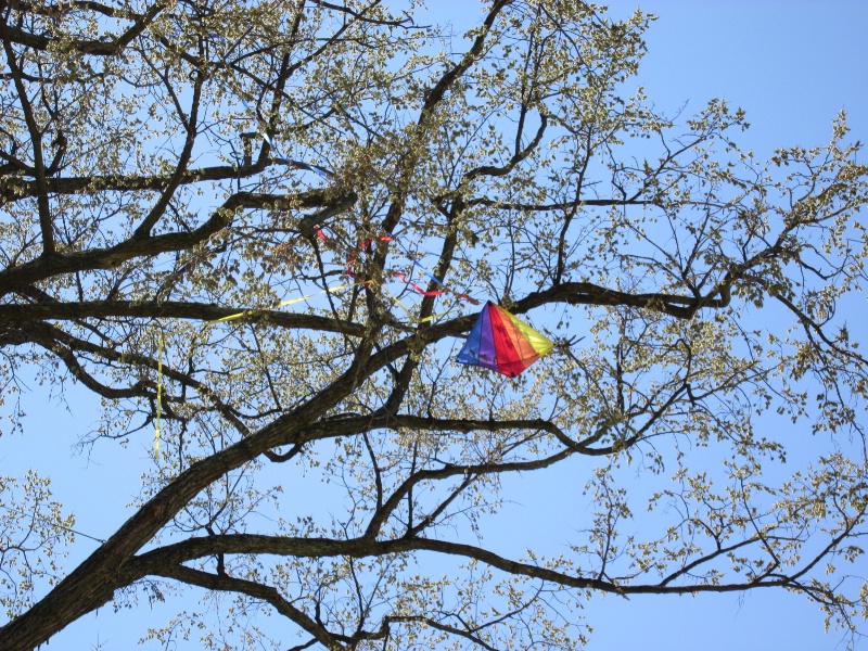 Kite eating tree