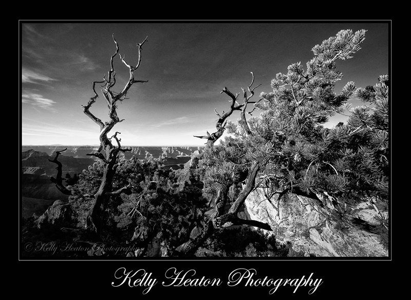 Grand Canyon North Rim Black and White