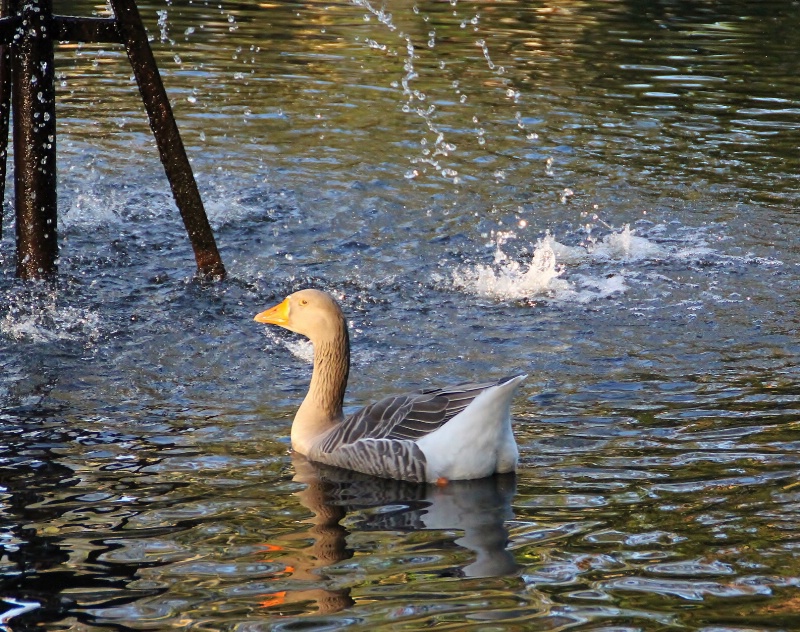 Duck in the pond