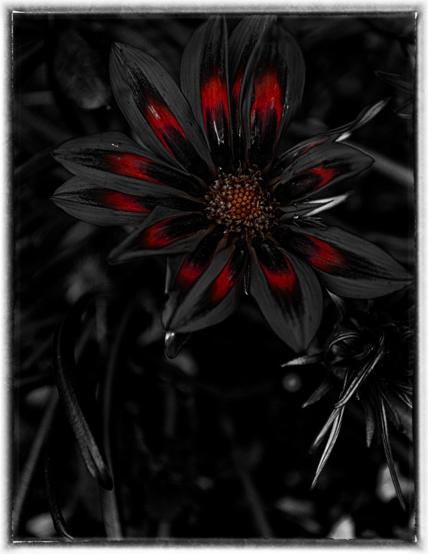 Black and white flower i added some color to