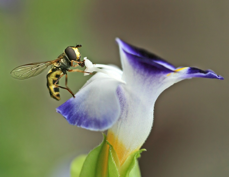 American Hover Fly    