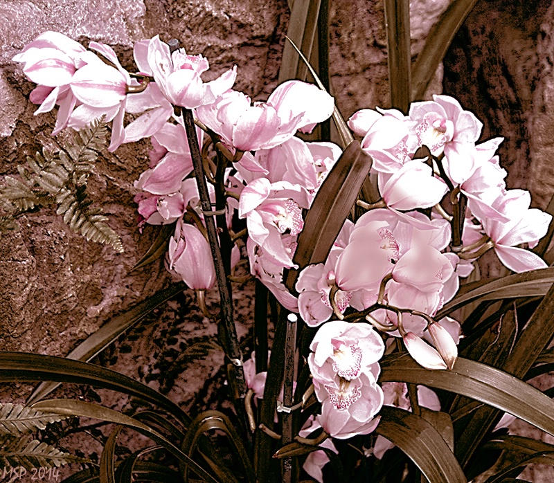 Orchids Adjusted