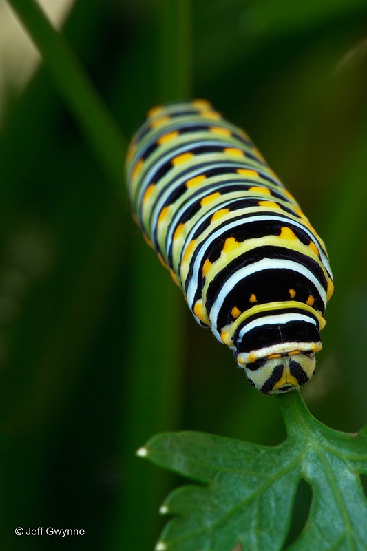 Black Swallowtail Caterpillar - ID: 14432771 © Jeff Gwynne